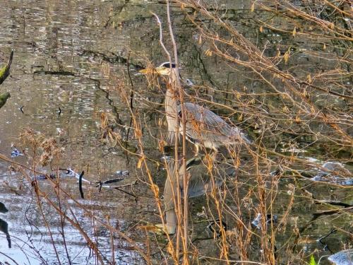 Rund um den winterlichen Seilersee