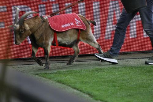 1. FC Köln - Darmstadt 98 (26.04.2019)