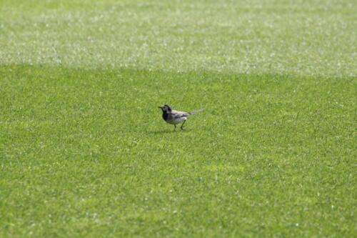 1. FC Köln - Arminia Bielefeld